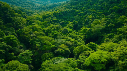 Aerial View of Lush Green Forest Canopy.