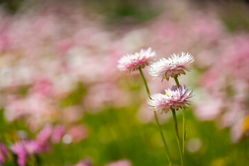 Three Rhodanthe chlorocephala, the pink and white everlasting daisy, common in Western Australia and South Australia