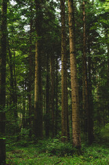 Fototapeta premium Green forest scene. Tall pine tree trunks, lush green vegetation, late summer early morning light, no people