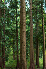 Fototapeta premium Tree trunk bark in a forest. Close up shot, shallow depth of field, no people