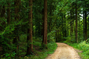 Green forest empty trail or footpath. Moody late summer scene, no people