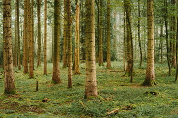Green forest scene. Tall pine tree trunks, lush green vegetation, late summer early morning light, no people