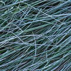 GROUND FROST - Cold frost on green grass