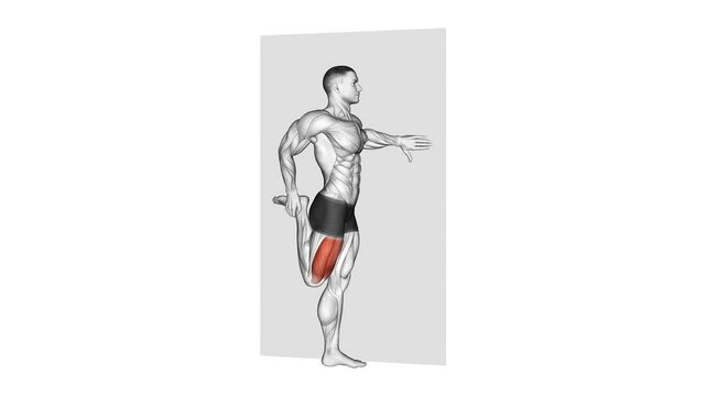 quadriceps stretch 3d anatomy exercise motion graphic muscle highlight workout fitness illustration video