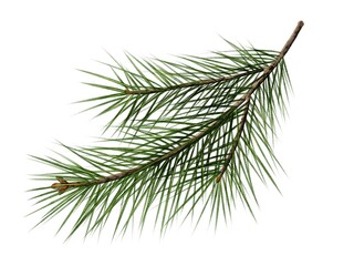 A branch of pine needles, spruce, pine. Watercolor illustration on white background. Decoration for holiday, Christmas, New Year, celebration. Autumn, winter. Aromatherapy, fragrances, air fresheners 