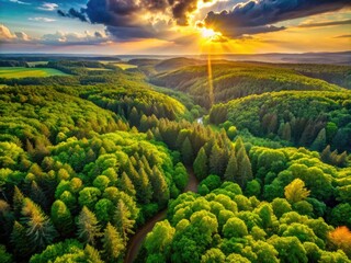 Tranquil Landscape of Dumbrava Forest with Lush Green Trees and Sunlight Filtering Through Foliage