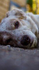 Fototapeta premium Portrait of a dog resting near a house