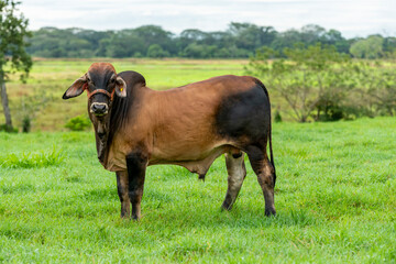 Large big brown Brahman bull in a farm, Chiriqui, Panama, Central America - stock photo