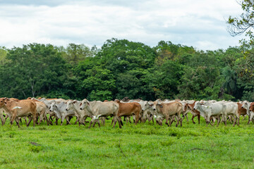 Herd of young brahman cattle in a field, Panama, Central America - stock photo