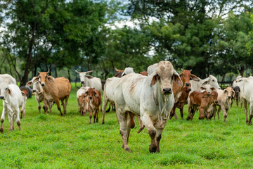 Herd of young brahman cattle in a field, Panama, Central America - stock photo