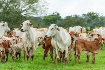 Herd of young brahman cattle in a field, Panama, Central America - stock photo