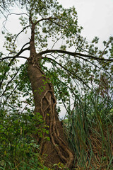 Twisted Tree in Lush Greenery