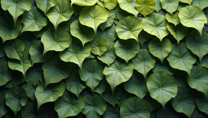 Fototapeta premium Green Heart-Shaped Leaves on a Wall