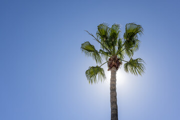 A tall palm tree silhouetted against a clear blue sky, with sunlight shining through the fronds on a bright, sunny day