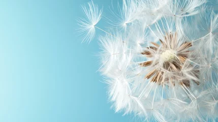 Fototapete This image captures a detailed view of dandelion seeds set against a vibrant blue sky, symbolizing concepts of fragility, hope, and natural beauty. © Dulemegapixel