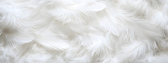 Obraz premium White feather background, elegant texture, white feather pattern, white feather material