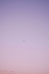 birds flying in the sky