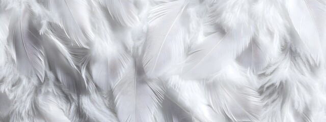 Obraz premium White feather background, elegant texture, white feather pattern, white feather material