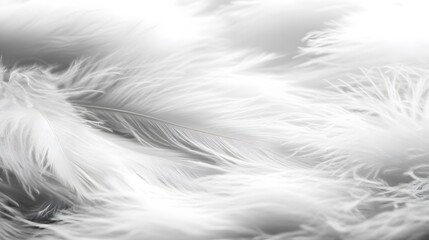 Obraz premium White feather background, elegant texture, white feather pattern, white feather material