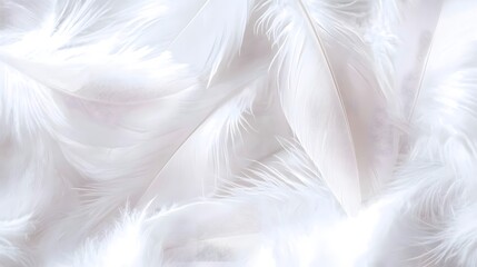 Fototapeta premium White feather background, elegant texture, white feather pattern, white feather material