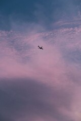 birds flying in the sky