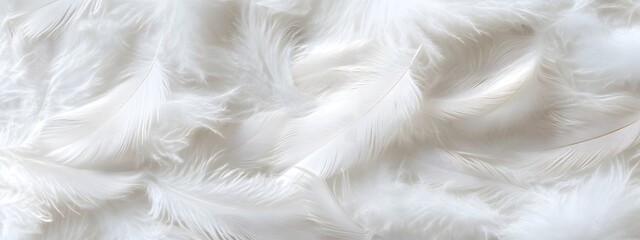 Fototapeta premium White feather background, elegant texture, white feather pattern, white feather material