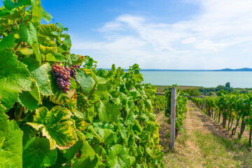 wine grape on field with beautiful lake Balaton view