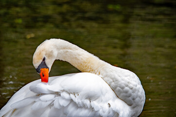 Ein weißer Schwan auf dem Wasser