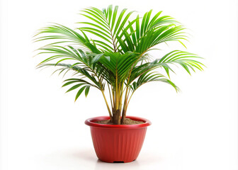 Fototapeta premium plant in a pot. plant, pot, leaf, tree, nature, flower, houseplant, isolated, palm, potted, yucca, botany, decoration, growth, indoor, home, flora, tropical, gardening, house, succulent, flowerpot, fo