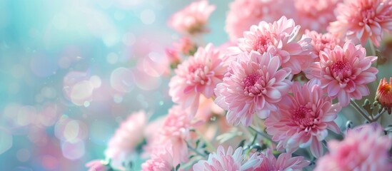 Soft Pink Chrysanthemum Flowers in Blurred Background