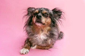 Cute portrait of a merle longhaired chihuahua in front of pink studio background