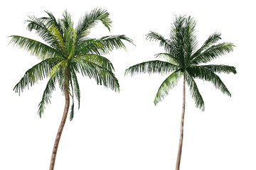Obraz premium coconut tree Tropical palm tree with coconuts against Hand drawn illustration on a transparent background, perfect for summer vibes and beach-themed designs watercolor summer