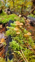 mushroom in the forest