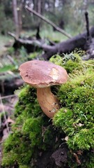 mushrooms in the forest