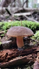 mushroom in the forest
