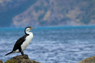 Cormorant on a rock