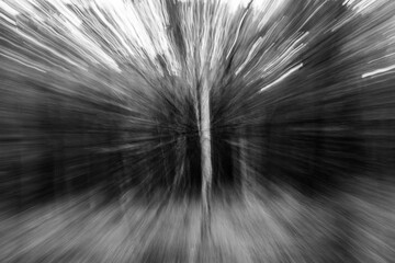 nel bosco in movimento © antonella