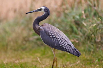 great blue heron