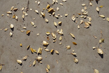 Background - dry yellow fallen leaves on concrete floor in October