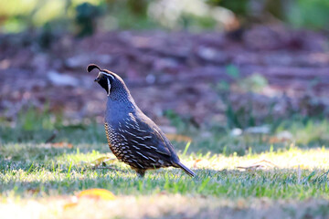 Quail