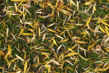 Grassplot covered with fallen leaves of willow in November