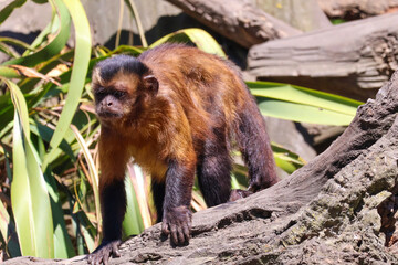 Capuchin monkey