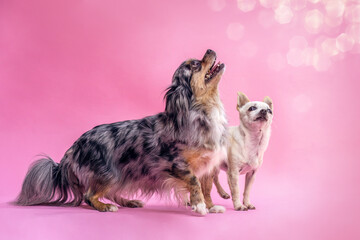 A shorthaired and a longhaired chihuahua acting playful in front of pink studio background, portrait of two dogs