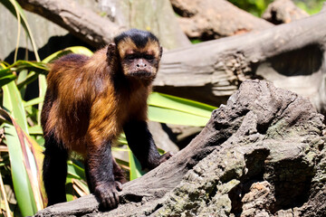 Capuchin monkey