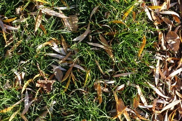 Lawn covered with fallen leaves of willow in mid November