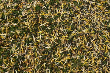 Narrow fallen leaves of willow on the ground in November