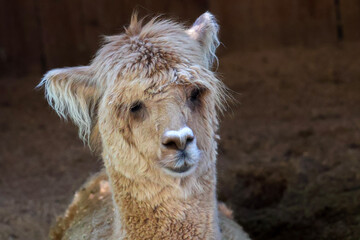 Obraz premium close up of a alpaca