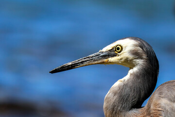 great blue heron profile