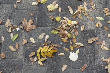 Yellow and brown fallen leaves on dark gray concrete pavement in November