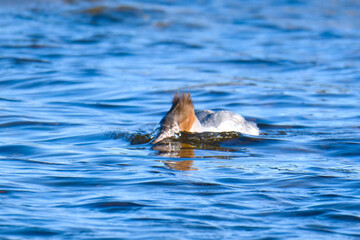 Obraz premium Gänsesäger bei der Jagd im Herbst an der Ostsee